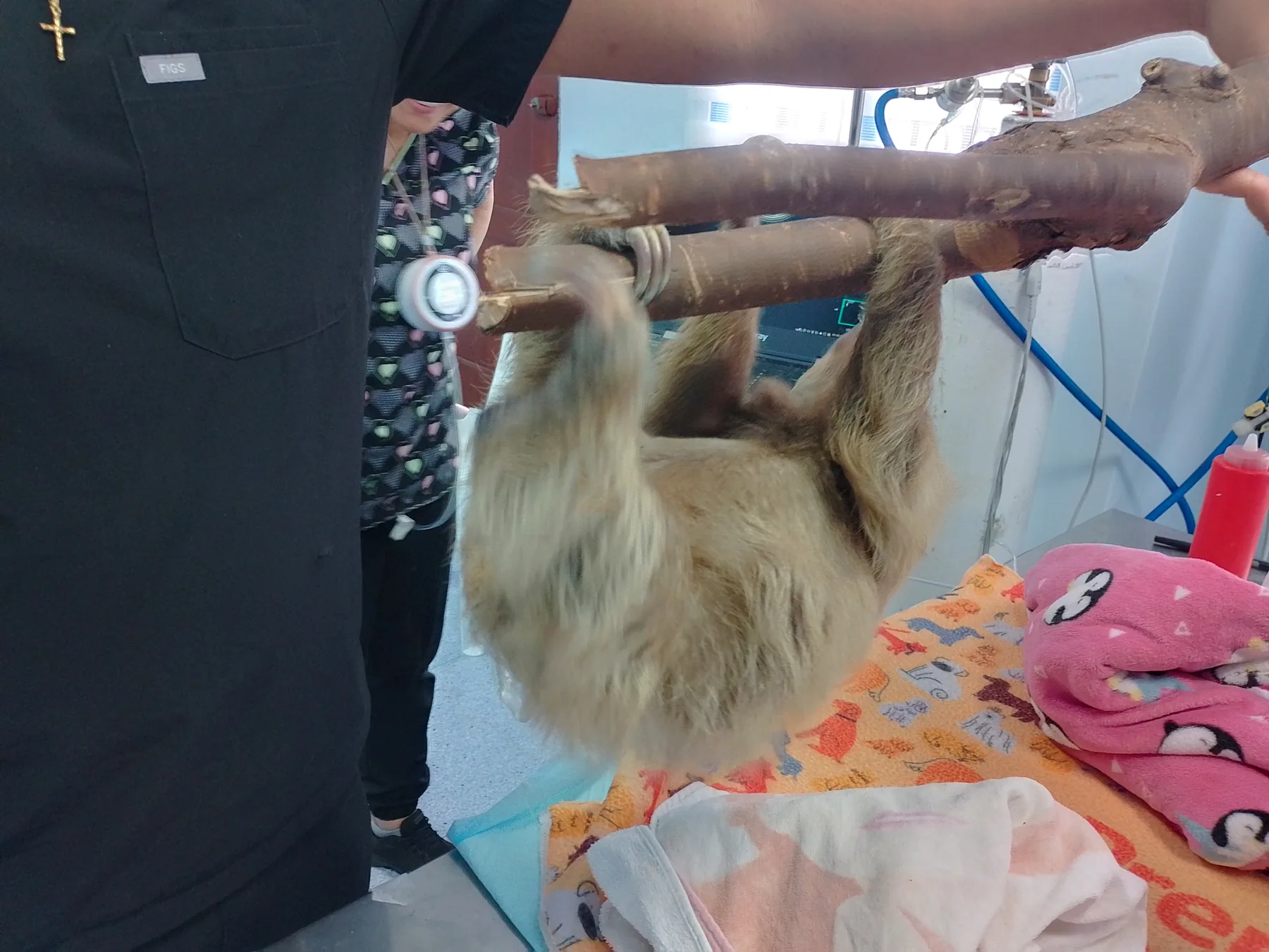 Evaluación veterinaria de un perezoso